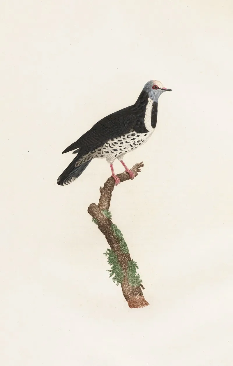 Les Pigeons Pl 17 Wall Art by Coenraad Jacob Temminck - High-Resolution Digital Print