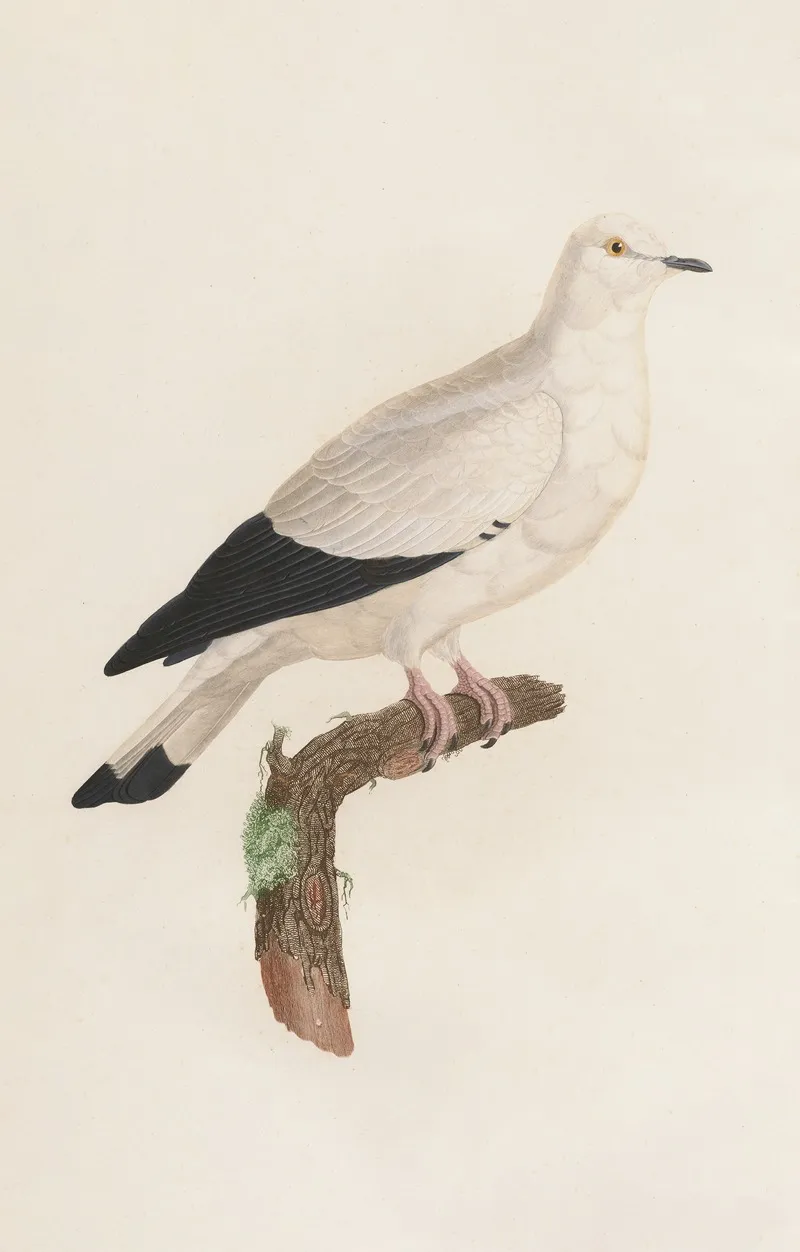 Les Pigeons Pl 18 Wall Art by Coenraad Jacob Temminck - High-Resolution Digital Print