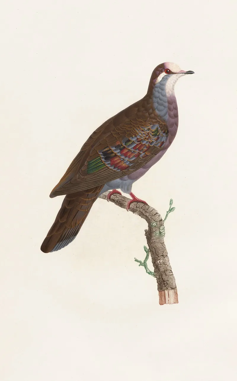 Les Pigeons Pl 19 Wall Art by Coenraad Jacob Temminck - High-Resolution Digital Print