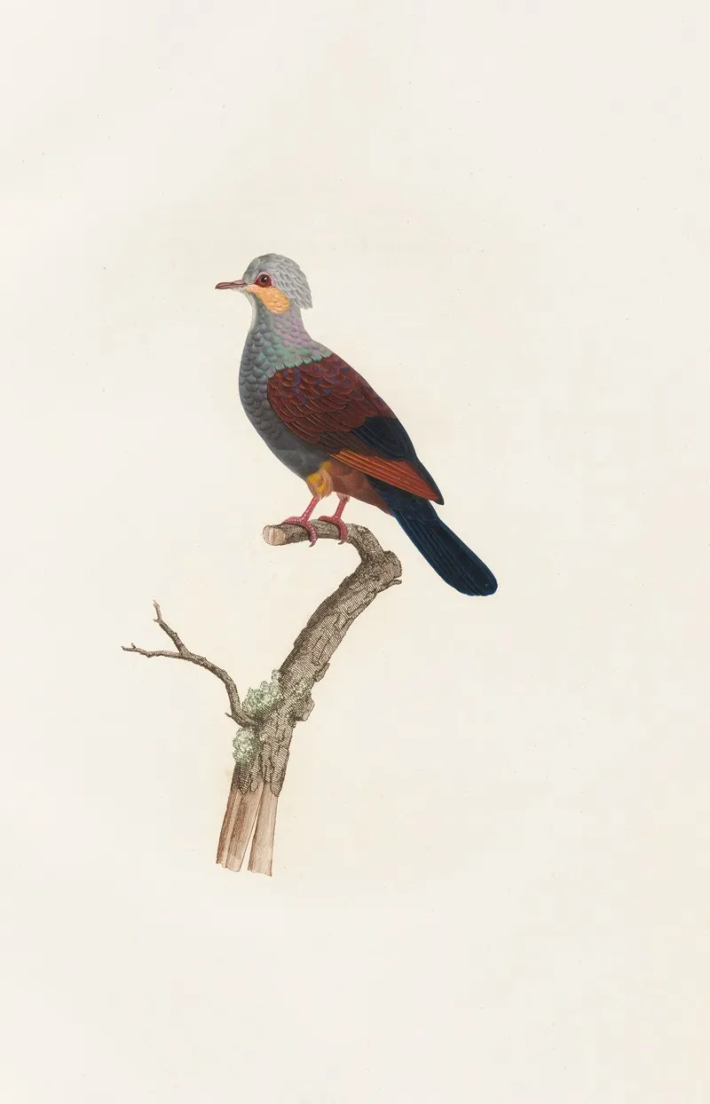 Les Pigeons Pl 20 Wall Art by Coenraad Jacob Temminck - High-Resolution Digital Print