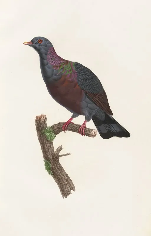 Les Pigeons Pl 21 Wall Art by Coenraad Jacob Temminck - High-Resolution Digital Print
