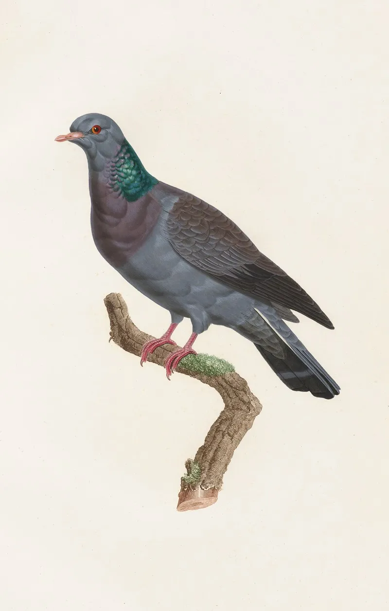 Les Pigeons Pl 22 Wall Art by Coenraad Jacob Temminck - High-Resolution Digital Print
