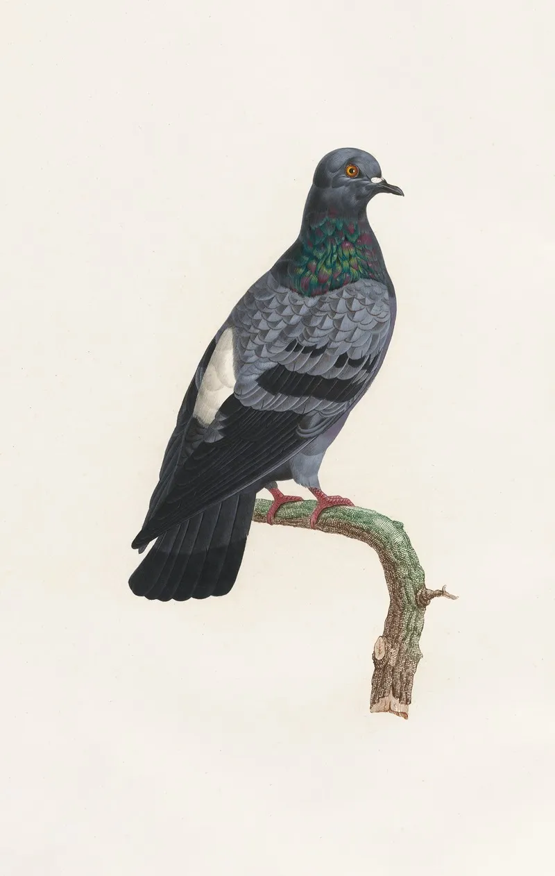 Les Pigeons Pl 23 Wall Art by Coenraad Jacob Temminck - High-Resolution Digital Print