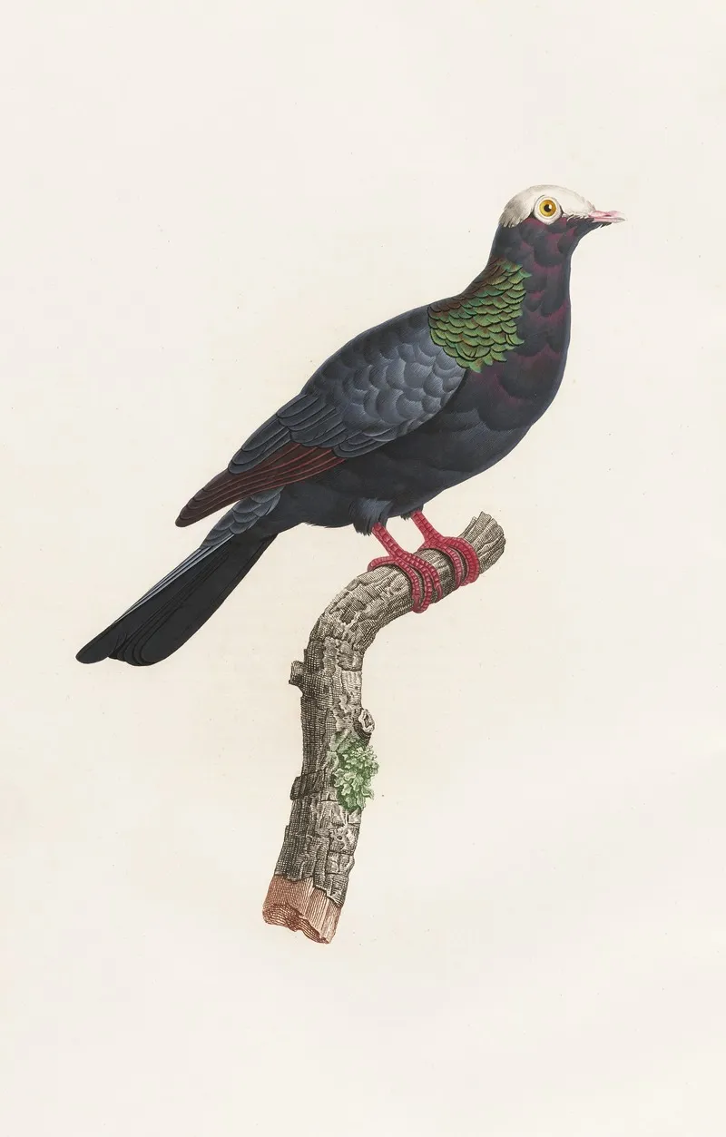 Les Pigeons Pl 24 Wall Art by Coenraad Jacob Temminck - High-Resolution Digital Print