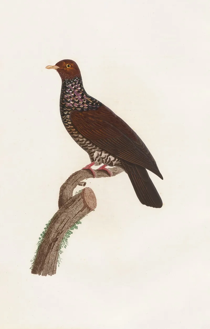 Les Pigeons Pl 25 Wall Art by Coenraad Jacob Temminck - High-Resolution Digital Print