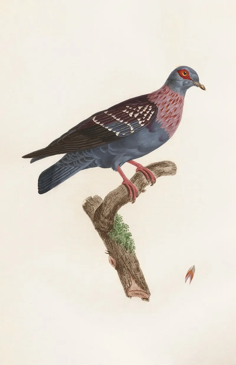 Les Pigeons Pl 27 Wall Art by Coenraad Jacob Temminck - High-Resolution Digital Print