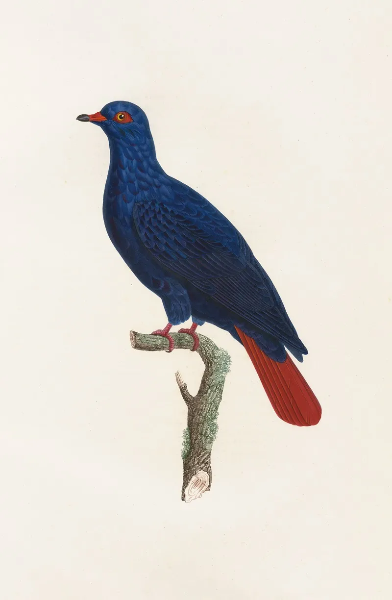 Les Pigeons Pl 28 Wall Art by Coenraad Jacob Temminck - High-Resolution Digital Print