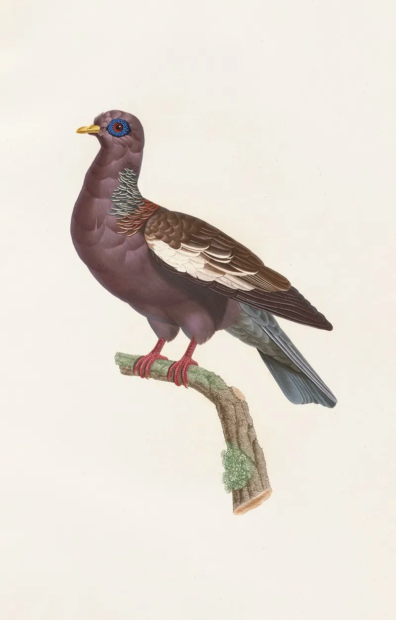 Les Pigeons Pl 29 Wall Art by Coenraad Jacob Temminck - High-Resolution Digital Print