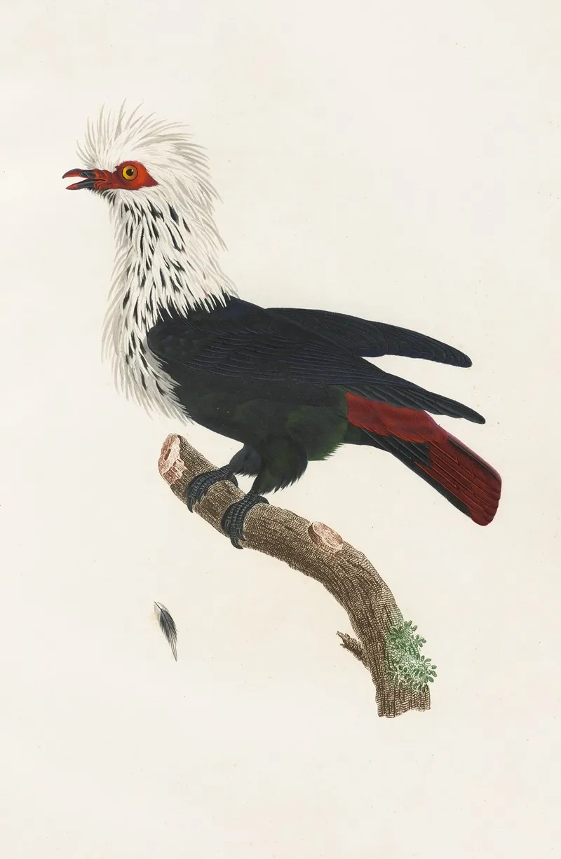 Les Pigeons Pl 30 Wall Art by Coenraad Jacob Temminck - High-Resolution Digital Print