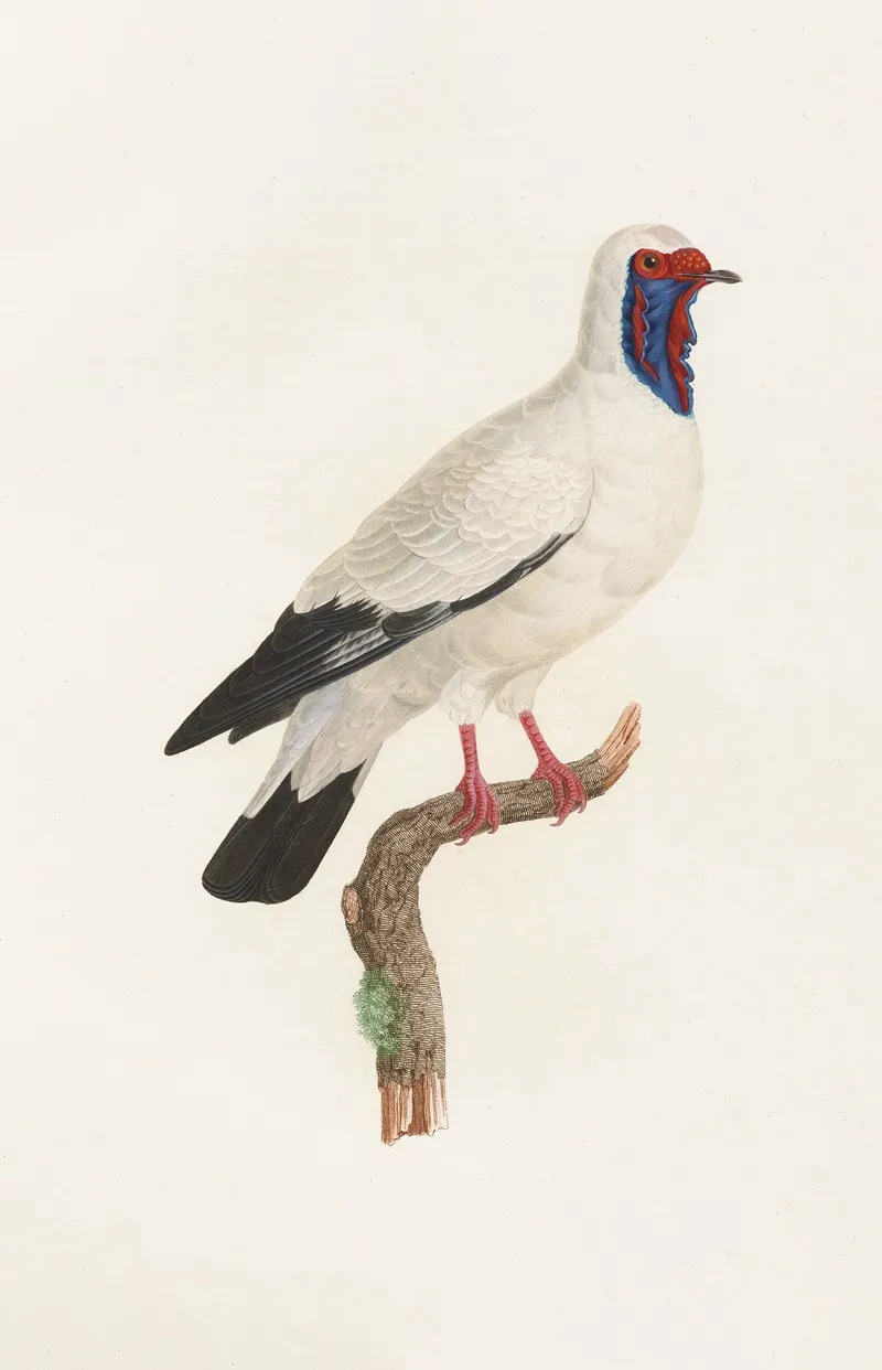 Les Pigeons Pl 32 Wall Art by Coenraad Jacob Temminck - High-Resolution Digital Print