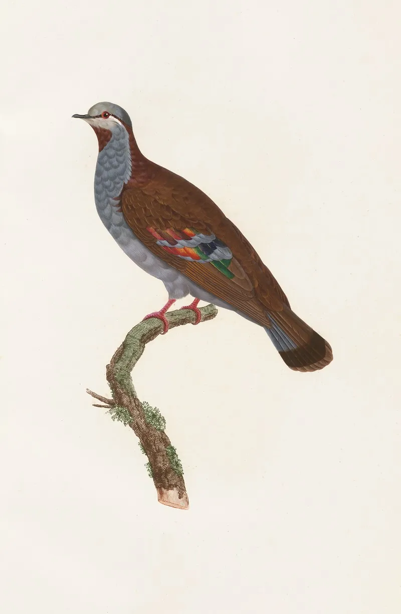 Les Pigeons Pl 33 Wall Art by Coenraad Jacob Temminck - High-Resolution Digital Print
