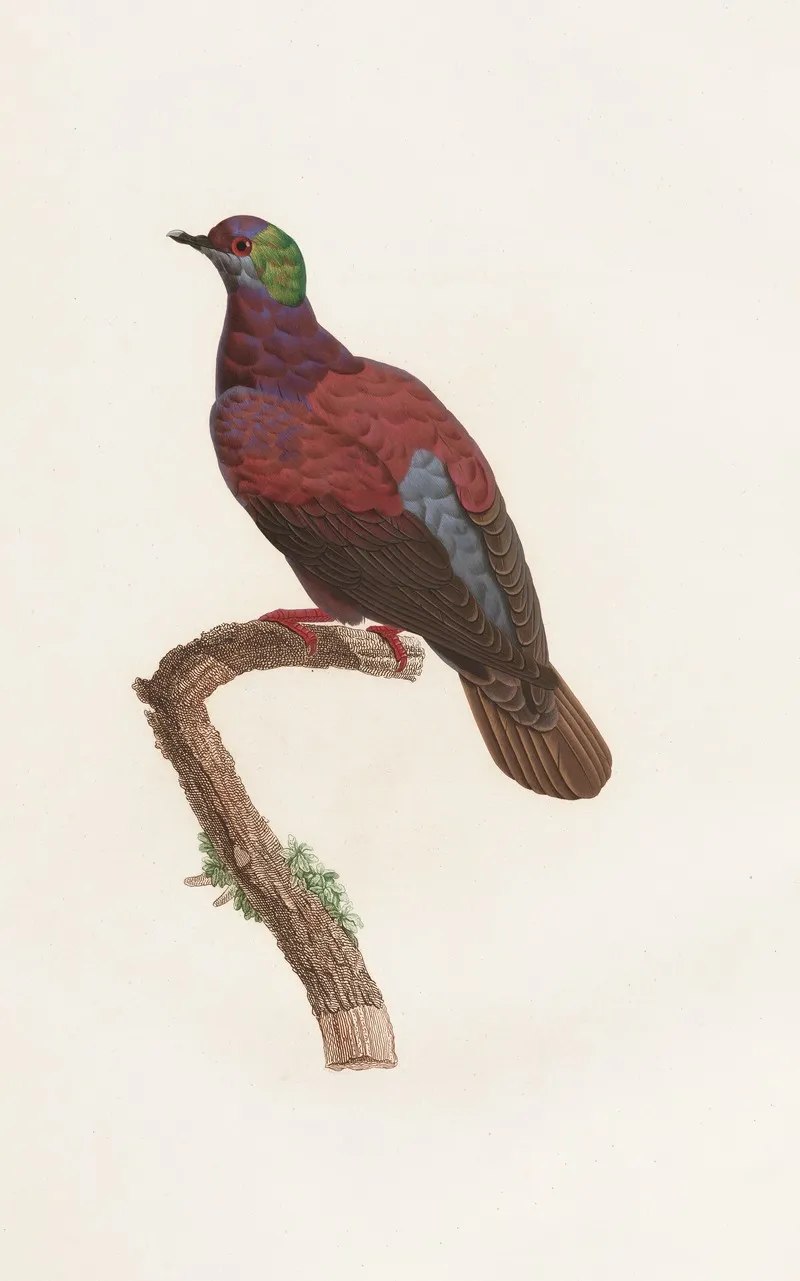 Les Pigeons Pl 35 Wall Art by Coenraad Jacob Temminck - High-Resolution Digital Print