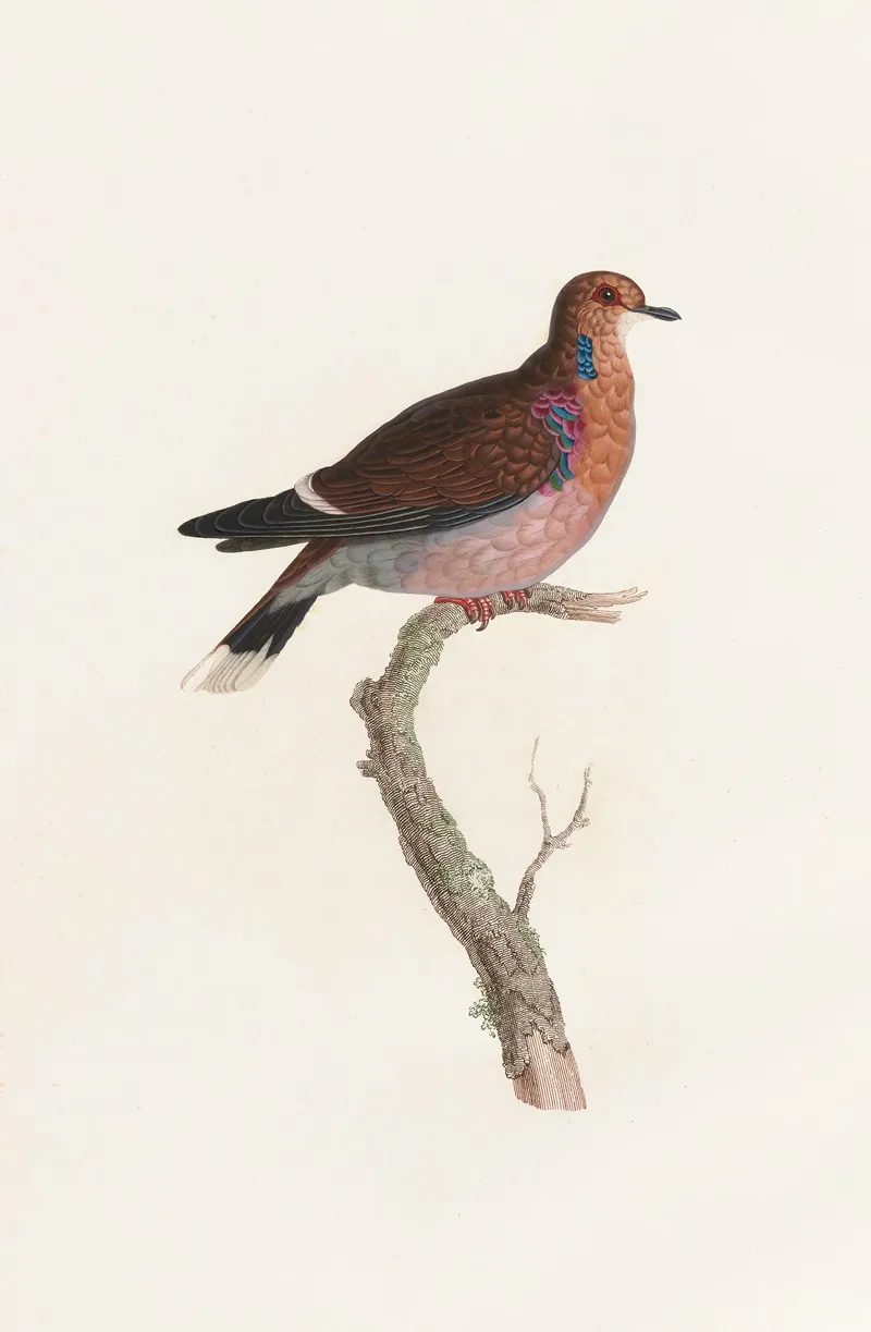 Les Pigeons Pl 36 Wall Art by Coenraad Jacob Temminck - High-Resolution Digital Print