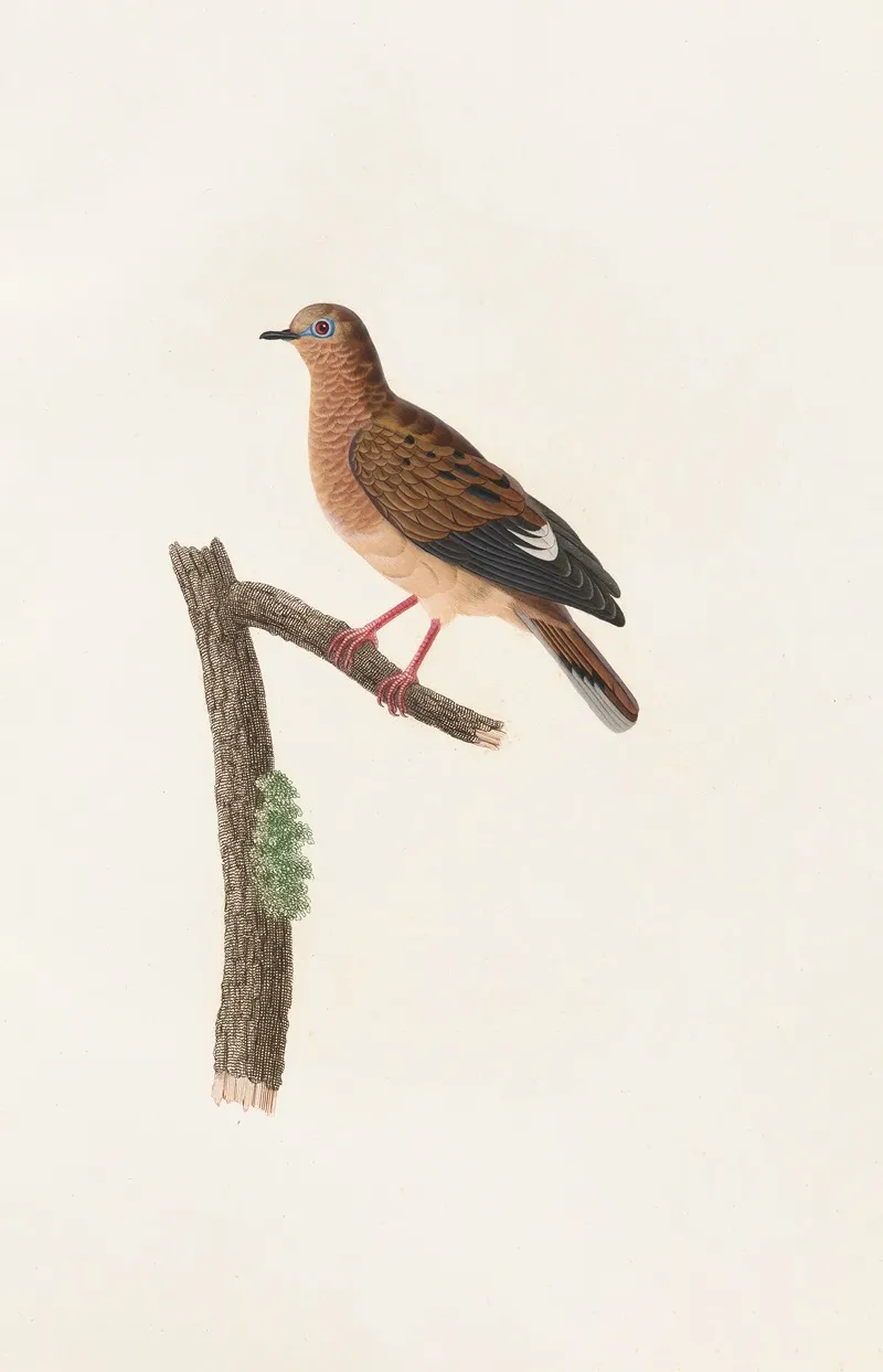 Les Pigeons Pl 37 Wall Art by Coenraad Jacob Temminck - High-Resolution Digital Print