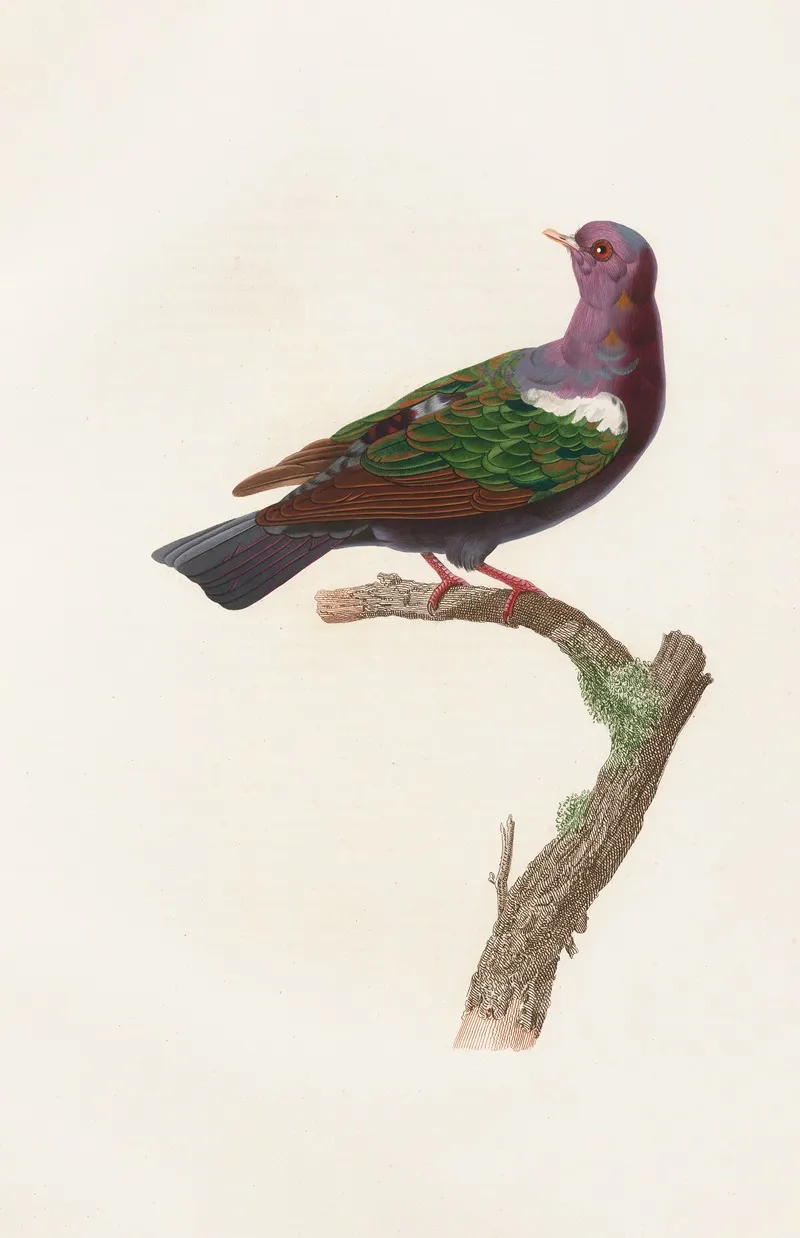 Les Pigeons Pl 38 Wall Art by Coenraad Jacob Temminck - High-Resolution Digital Print