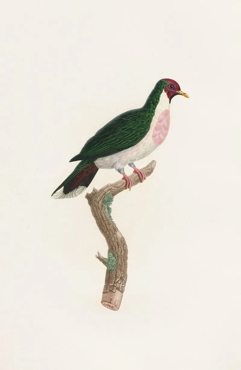Les Pigeons Pl 39 Wall Art by Coenraad Jacob Temminck - High-Resolution Digital Print