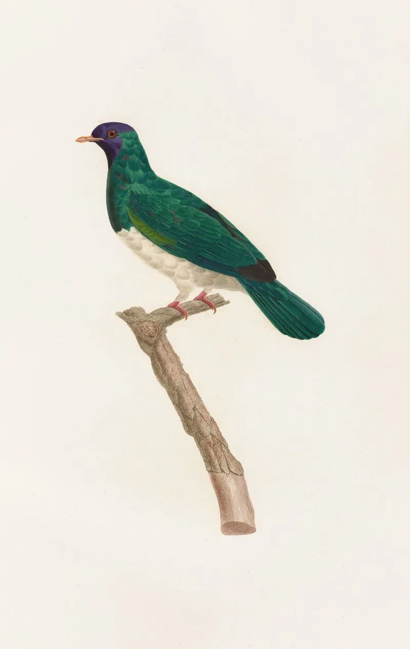 Les Pigeons Pl 40 Wall Art by Coenraad Jacob Temminck - High-Resolution Digital Print