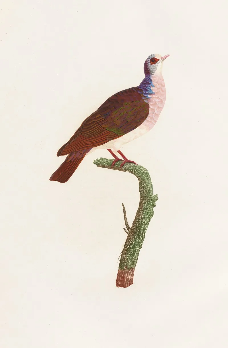 Les Pigeons Pl 41 Wall Art by Coenraad Jacob Temminck - High-Resolution Digital Print