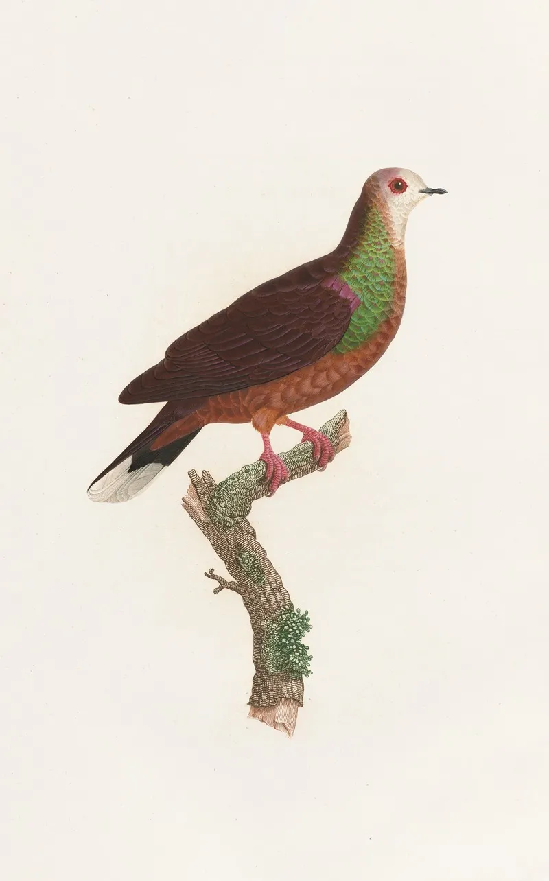 Les Pigeons Pl 43 Wall Art by Coenraad Jacob Temminck - High-Resolution Digital Print