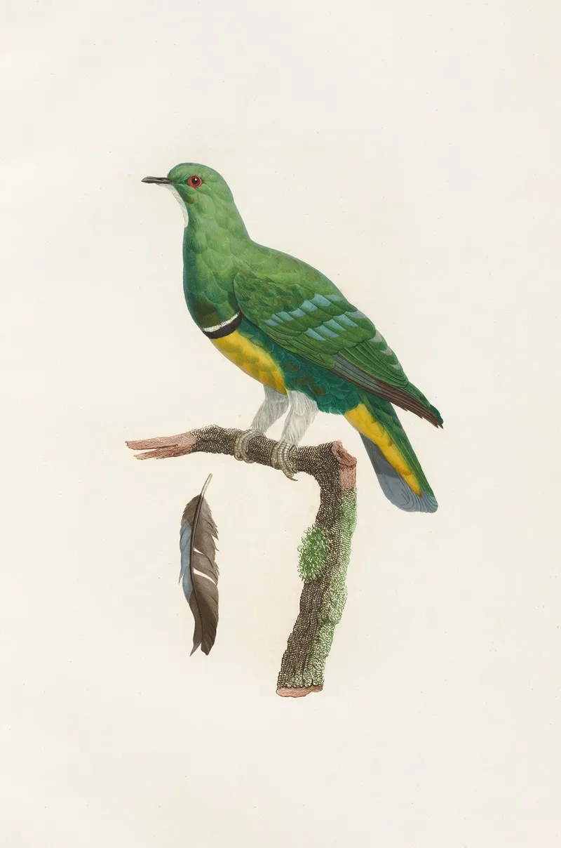 Les Pigeons Pl 44 Wall Art by Coenraad Jacob Temminck - High-Resolution Digital Print