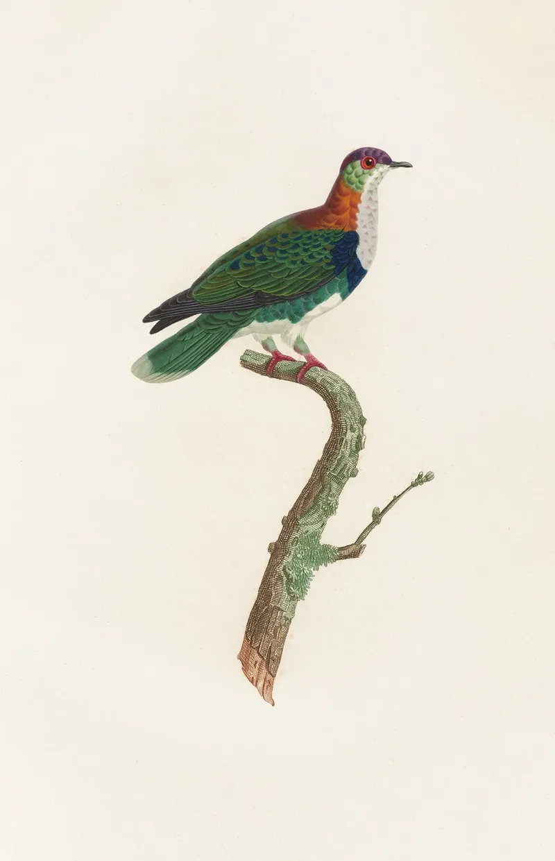 Les Pigeons Pl 45 Wall Art by Coenraad Jacob Temminck - High-Resolution Digital Print