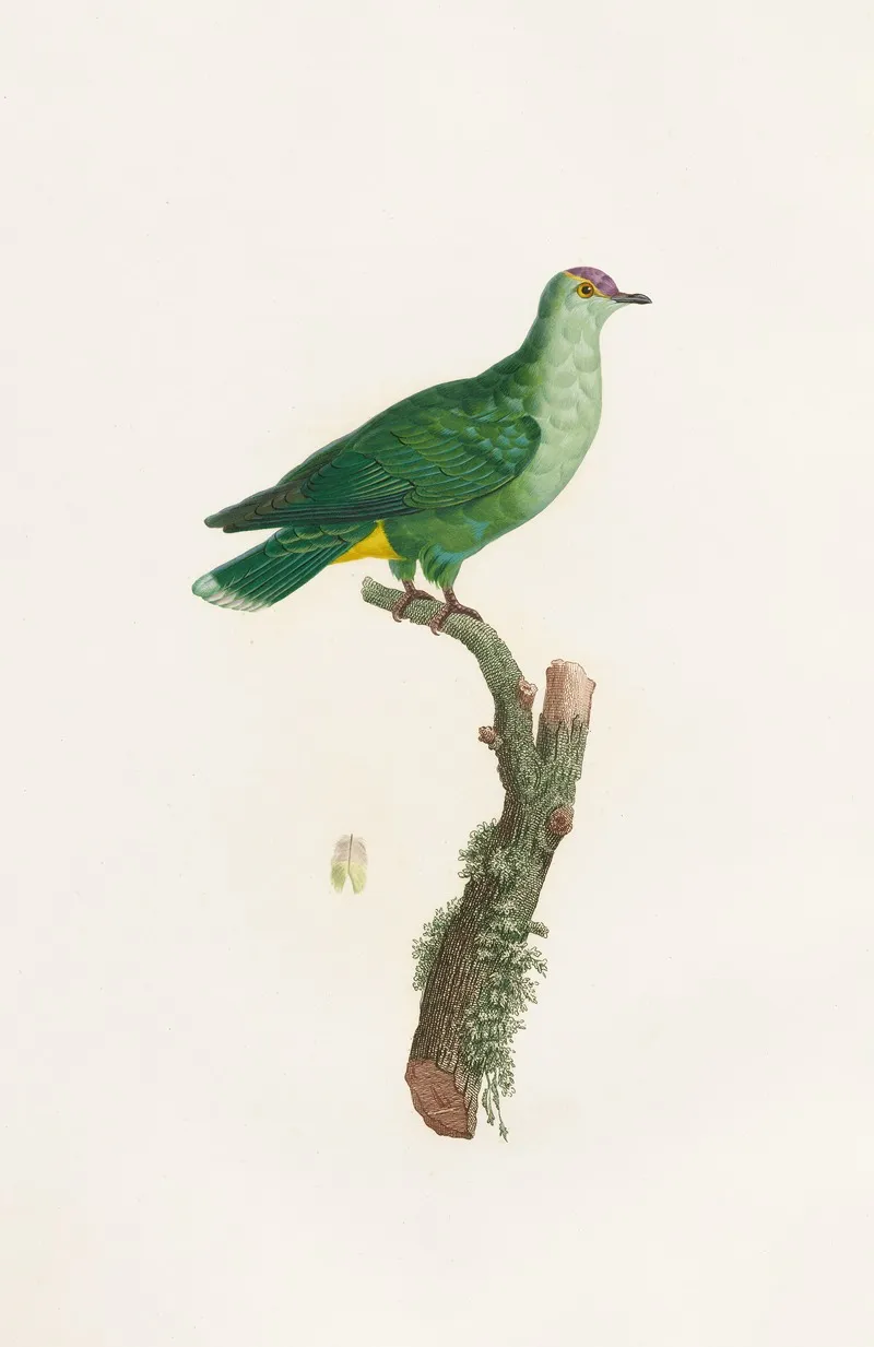Les Pigeons Pl 46 Wall Art by Coenraad Jacob Temminck - High-Resolution Digital Print