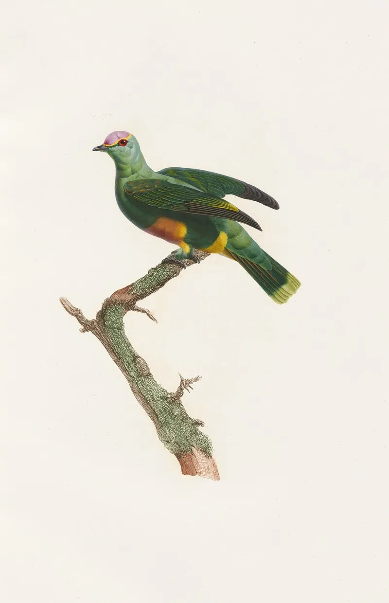 Les Pigeons Pl 47 Wall Art by Coenraad Jacob Temminck - High-Resolution Digital Print