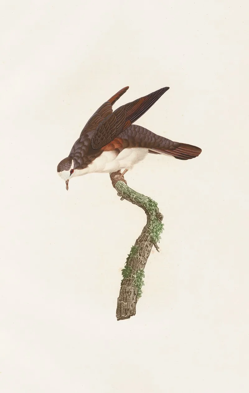 Les Pigeons Pl 48 Wall Art by Coenraad Jacob Temminck - High-Resolution Digital Print