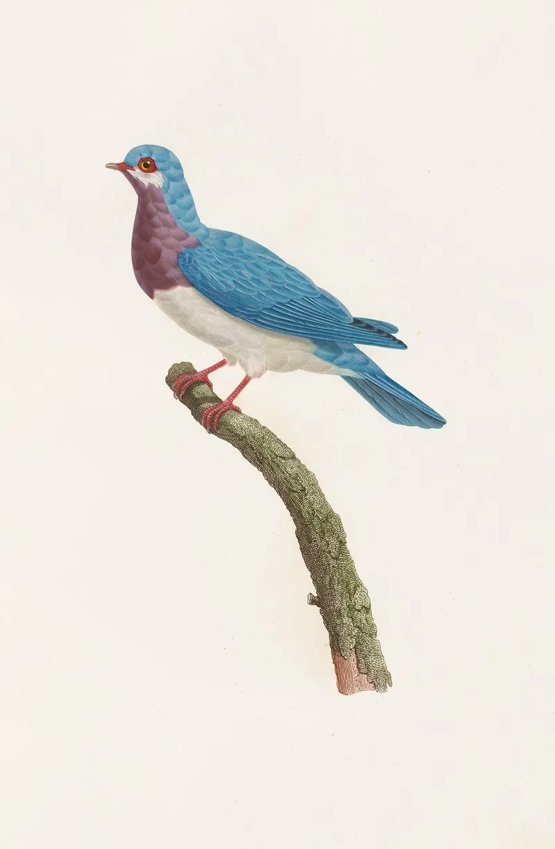 Les Pigeons Pl 49 Wall Art by Coenraad Jacob Temminck - High-Resolution Digital Print