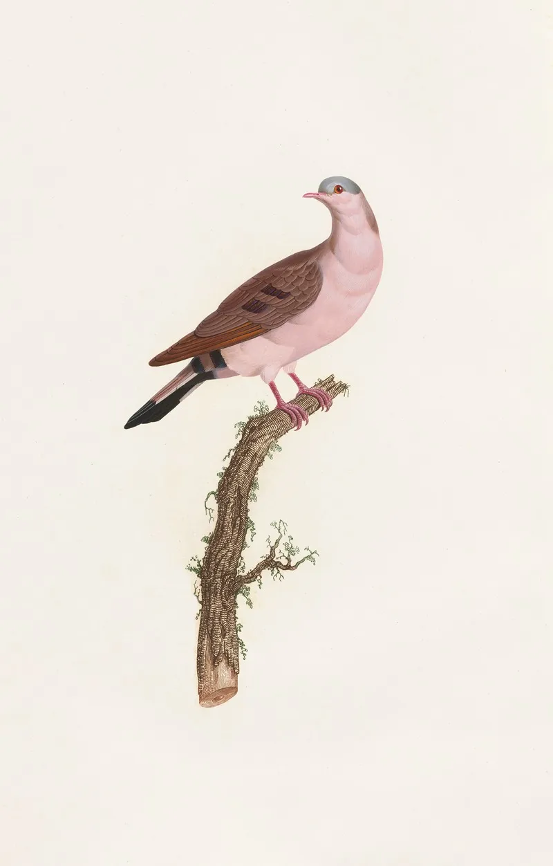 Les Pigeons Pl 50 Wall Art by Coenraad Jacob Temminck - High-Resolution Digital Print