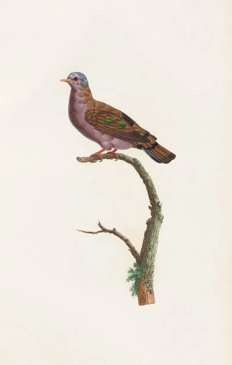 Les Pigeons Pl 51 Wall Art by Coenraad Jacob Temminck - High-Resolution Digital Print