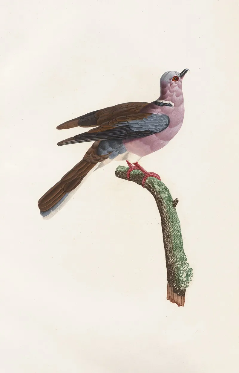 Les Pigeons Pl 52 Wall Art by Coenraad Jacob Temminck - High-Resolution Digital Print