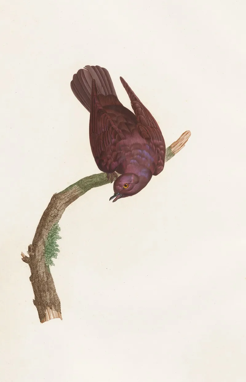 Les Pigeons Pl 53 Wall Art by Coenraad Jacob Temminck - High-Resolution Digital Print