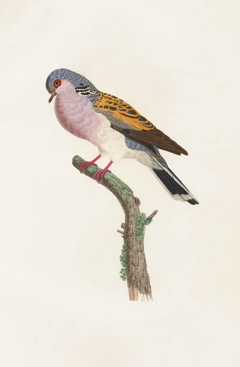 Les Pigeons Pl 54 Wall Art by Coenraad Jacob Temminck - High-Resolution Digital Print