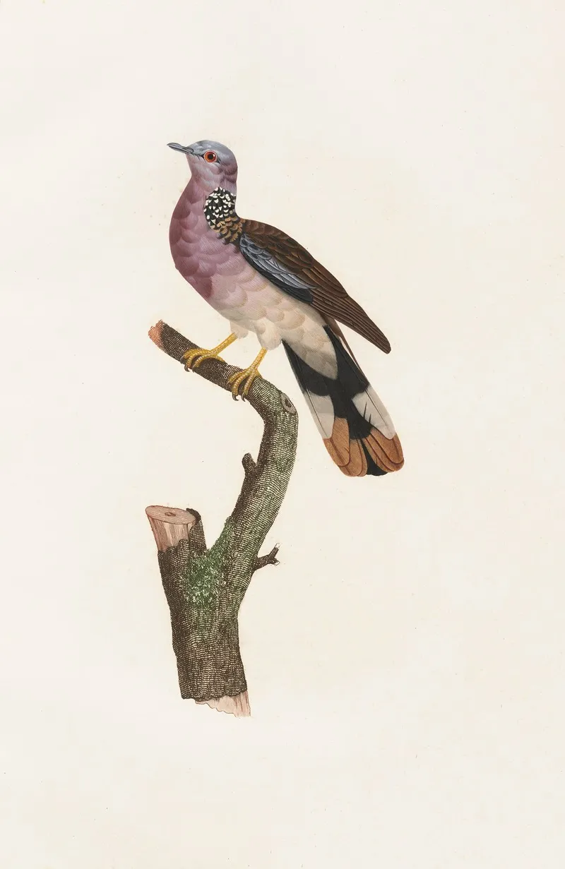 Les Pigeons Pl 55 Wall Art by Coenraad Jacob Temminck - High-Resolution Digital Print