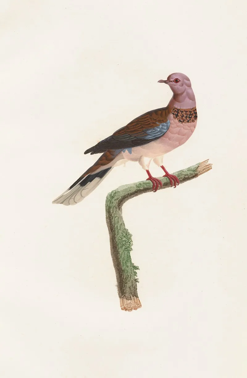 Les Pigeons Pl 57 Wall Art by Coenraad Jacob Temminck - High-Resolution Digital Print