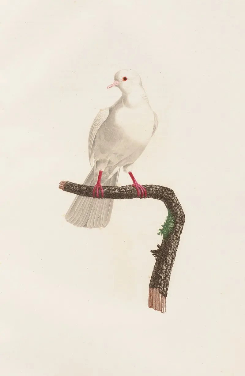 Les Pigeons Pl 58 Wall Art by Coenraad Jacob Temminck - High-Resolution Digital Print