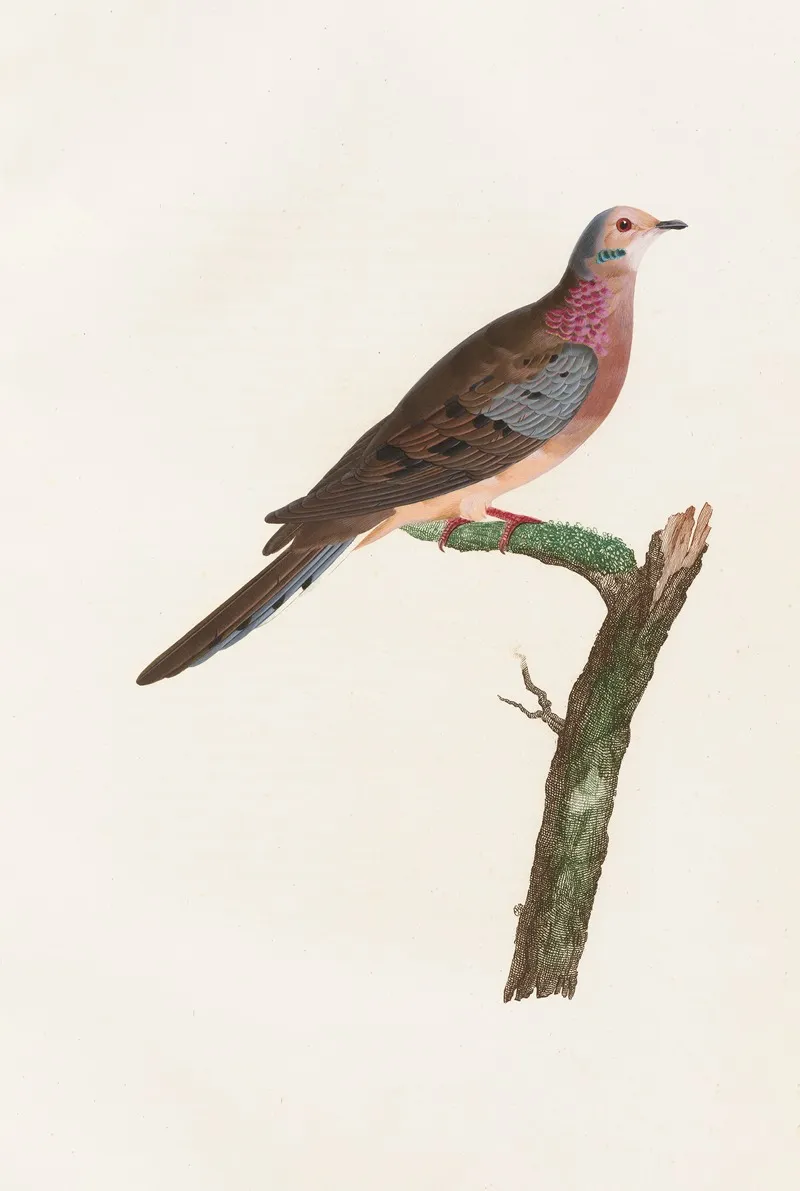 Les Pigeons Pl 62 Wall Art by Coenraad Jacob Temminck - High-Resolution Digital Print