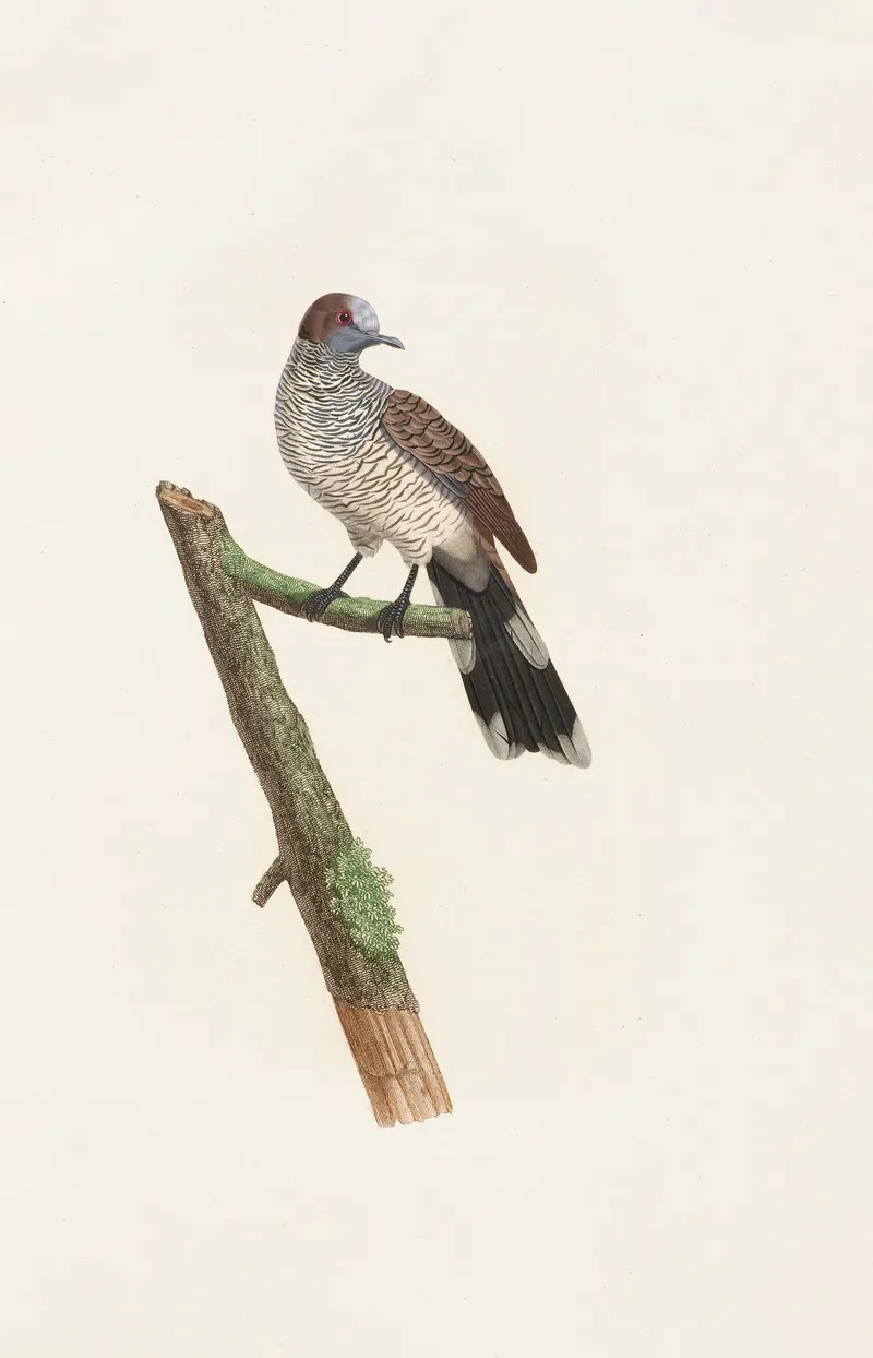 Les Pigeons Pl 64 Wall Art by Coenraad Jacob Temminck - High-Resolution Digital Print
