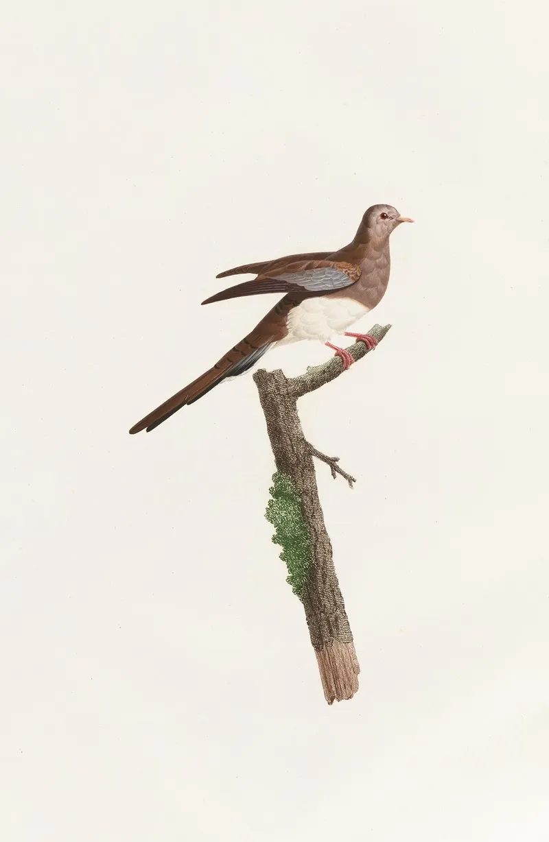 Les Pigeons Pl 65 Wall Art by Coenraad Jacob Temminck - High-Resolution Digital Print