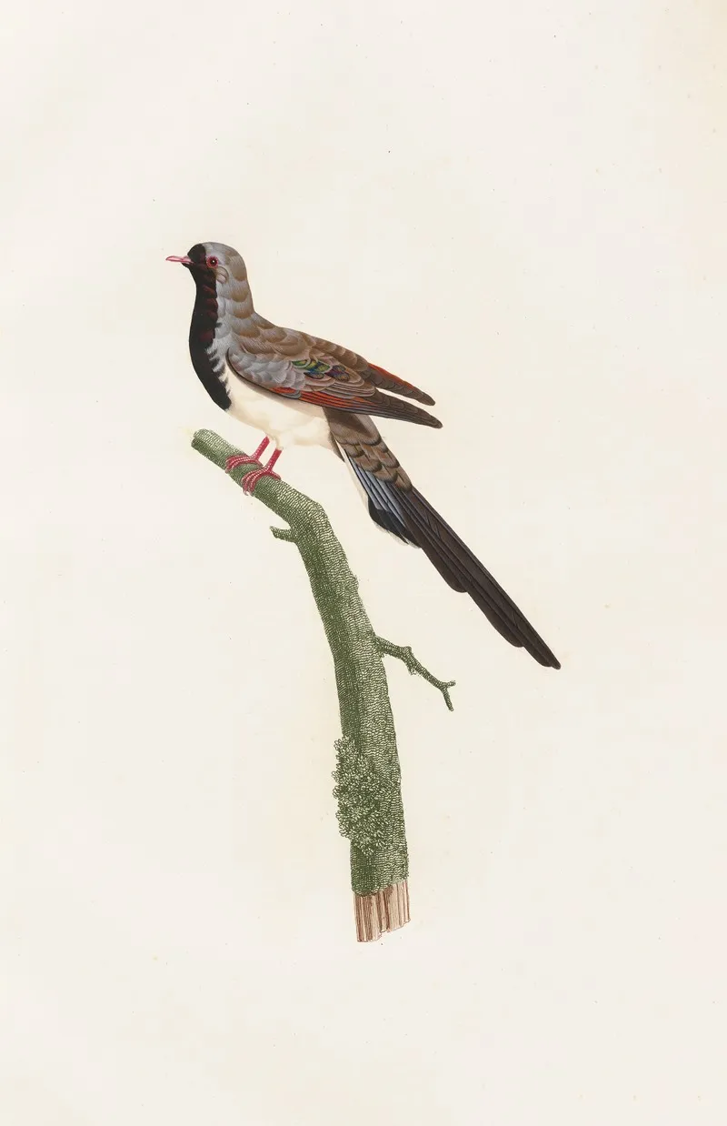 Les Pigeons Pl 66 Wall Art by Coenraad Jacob Temminck - High-Resolution Digital Print