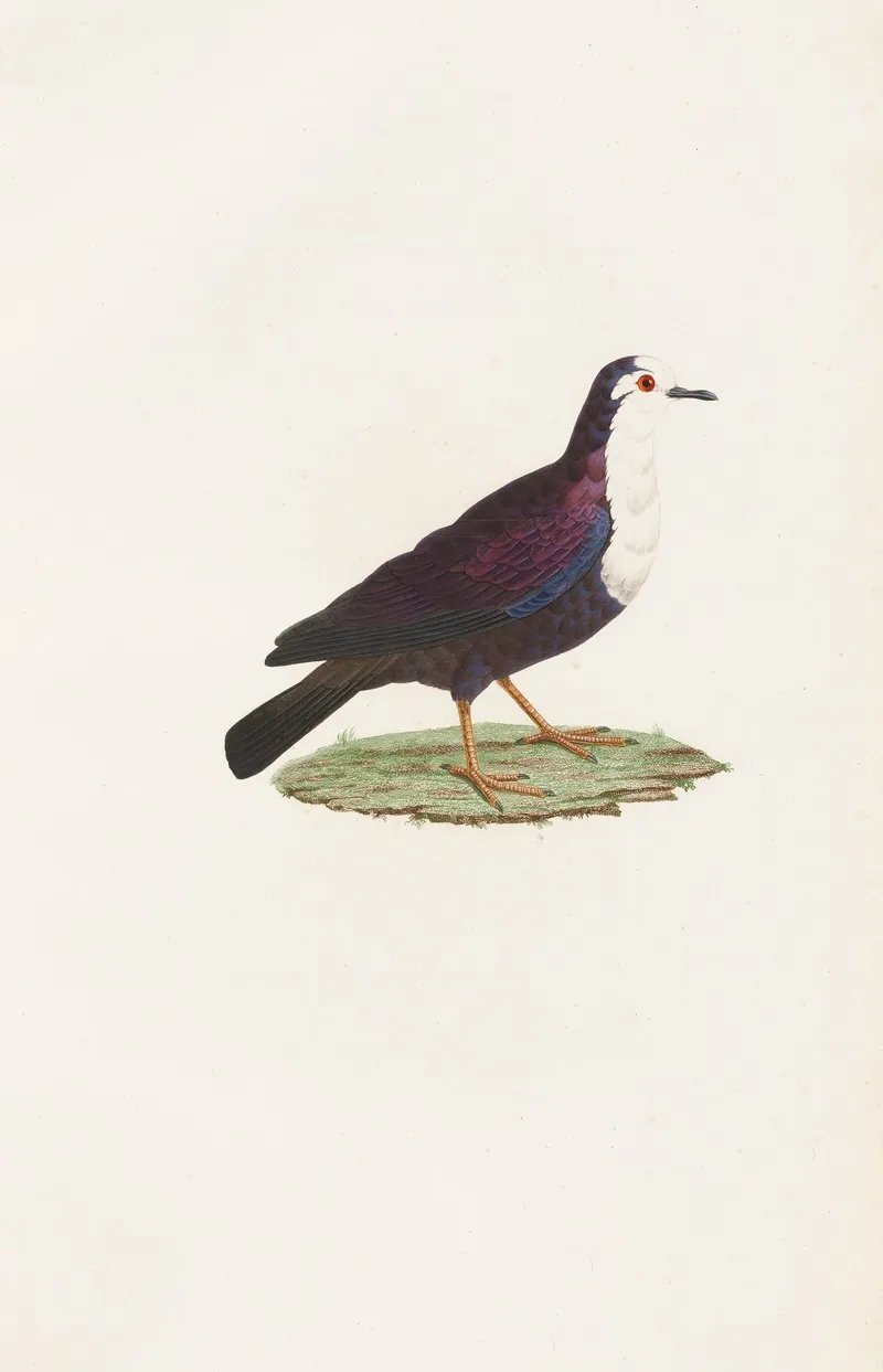 Les Pigeons Pl 67 Wall Art by Coenraad Jacob Temminck - High-Resolution Digital Print