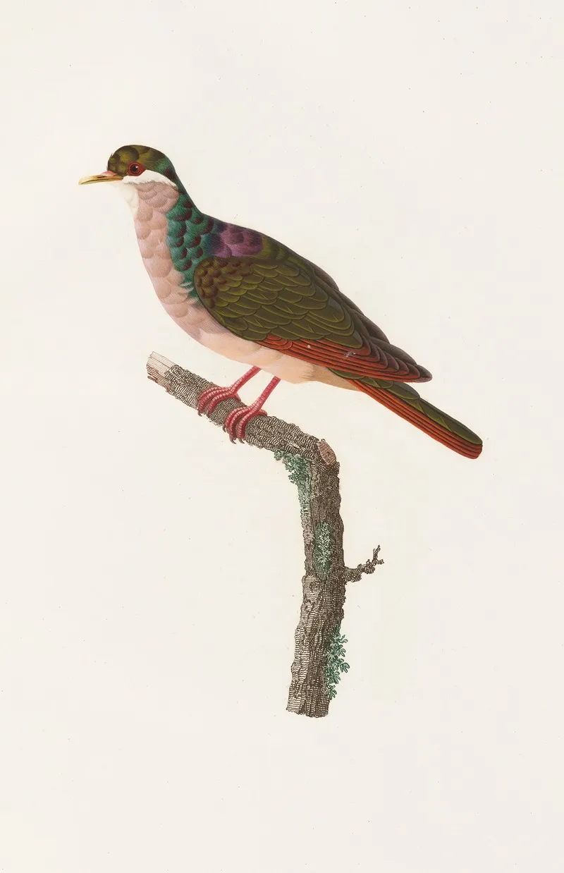 Les Pigeons Pl 68 Wall Art by Coenraad Jacob Temminck - High-Resolution Digital Print