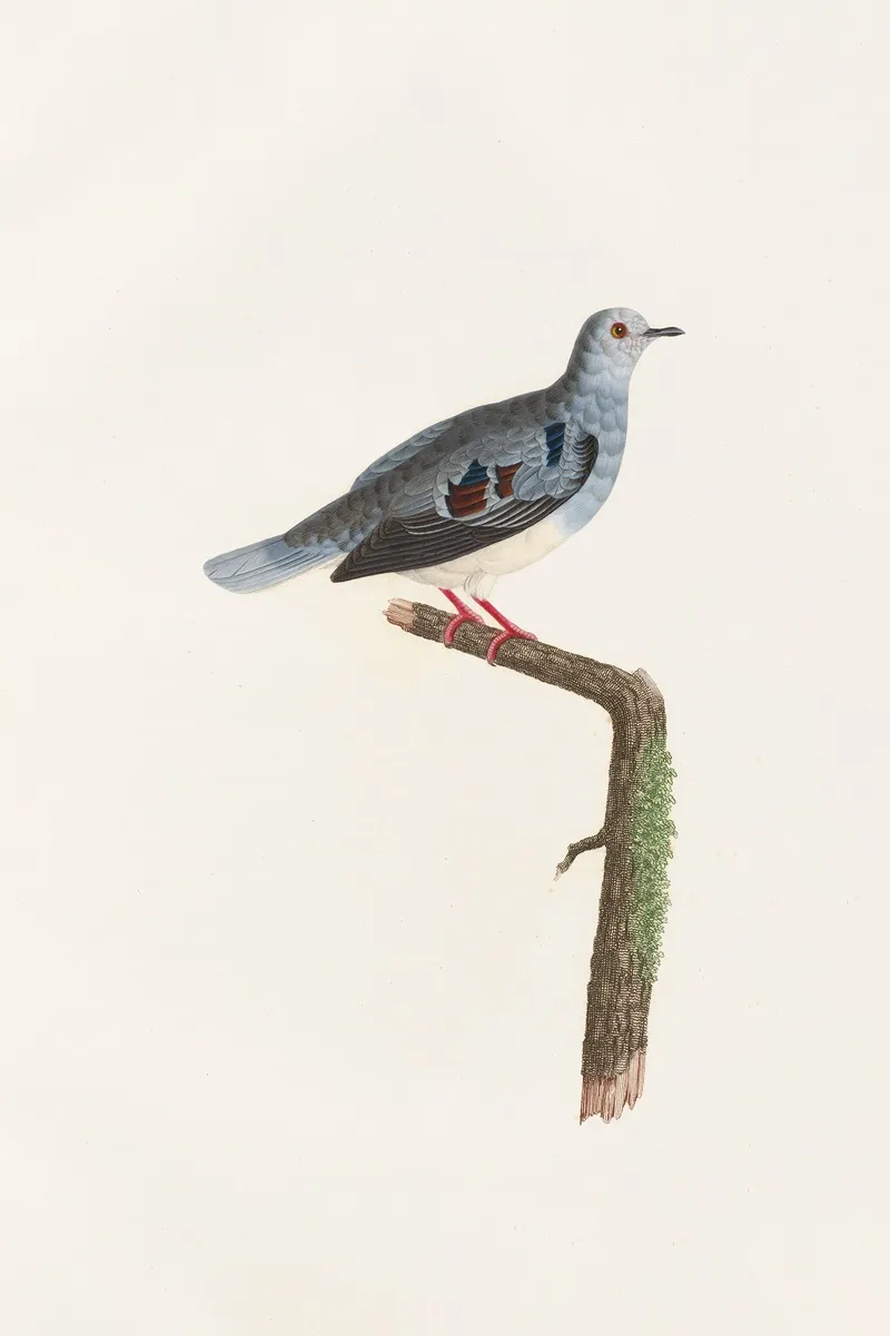 Les Pigeons Pl 69 Wall Art by Coenraad Jacob Temminck - High-Resolution Digital Print