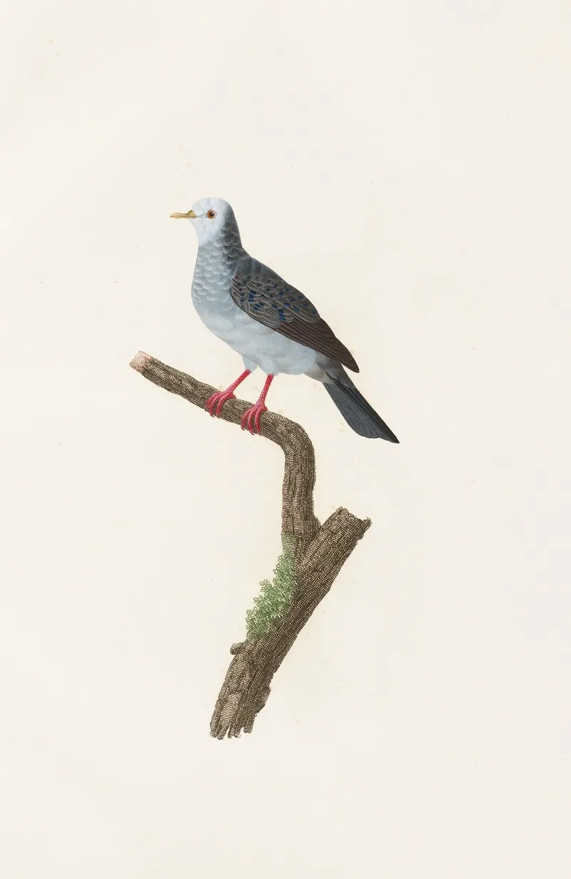 Les Pigeons Pl 70 Wall Art by Coenraad Jacob Temminck - High-Resolution Digital Print