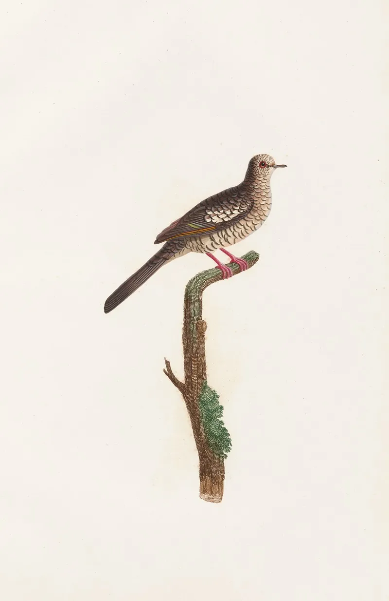 Les Pigeons Pl 71 Wall Art by Coenraad Jacob Temminck - High-Resolution Digital Print