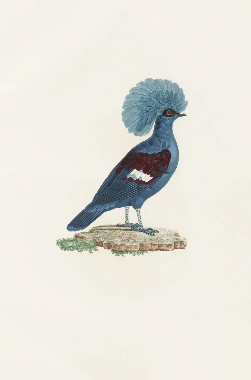 Les Pigeons Pl 72 Wall Art by Coenraad Jacob Temminck - High-Resolution Digital Print