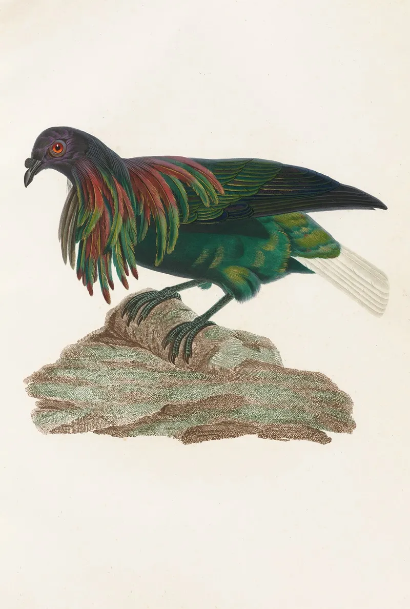 Les Pigeons Pl 73 Wall Art by Coenraad Jacob Temminck - High-Resolution Digital Print