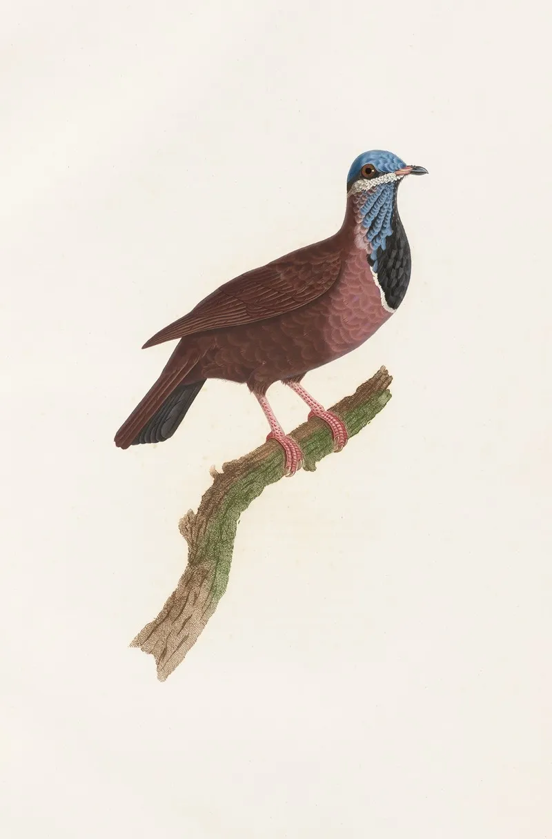 Les Pigeons Pl 74 Wall Art by Coenraad Jacob Temminck - High-Resolution Digital Print