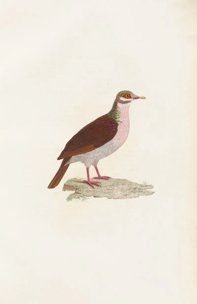 Les Pigeons Pl 75 Wall Art by Coenraad Jacob Temminck - High-Resolution Digital Print